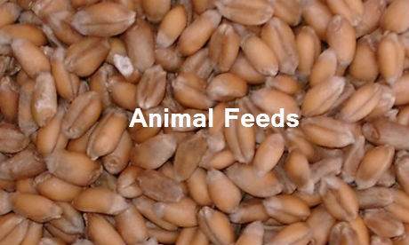 ANIMAL FEEDS